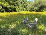 Wildflower meadows