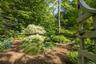 Secret Shade Garden