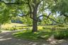 Towering Shade Tree