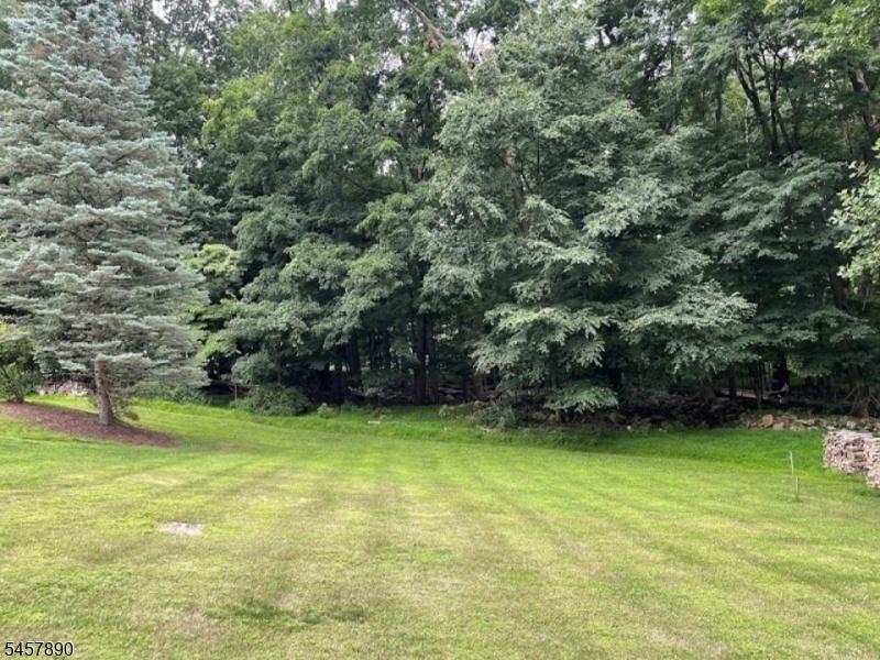 Wooded Backyard