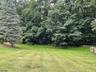Wooded Backyard