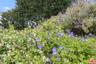 Beautiful Landscaping