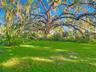 What a majestic tree!