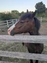 Horse Lovers? Meet your backyard neighbors!
