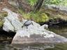 wildlife