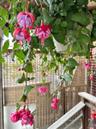 Backyard Garden