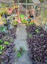 A wonderful space for year -round gardening and growing fresh plants and vegetables