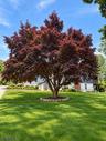 Mature Tree