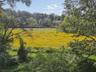 pond