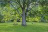 Massive mature trees  w/full canopies including Oak, Sugar Maple,  Black Walnut and Hickory