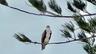 Osprey perched along the shoreline