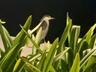 Yellow-crowned night heron at dusk.