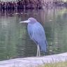 Native seabirds, like this Little Blue Heron make their homes in the lush tropical setting.