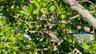 Elusive Green Herons rest in the protected mangroves.