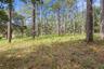Long Leaf Pines, considered as most desirable