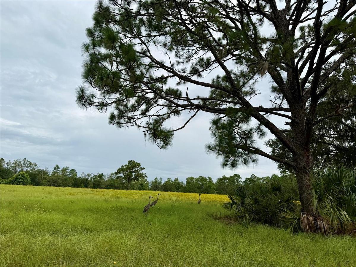 Sandhill Cranes