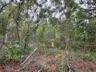 Nestled in Ocala National Forest