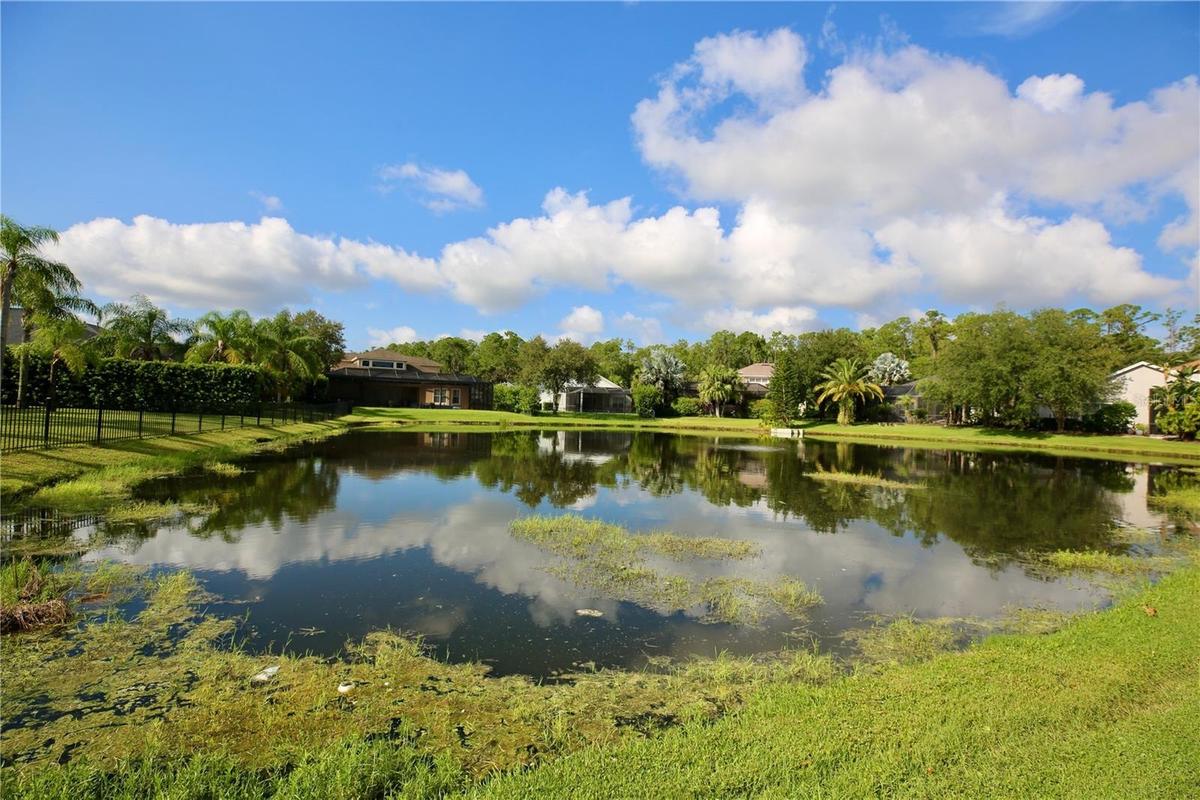 Pond View