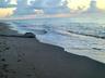 Loggerhead Sea Turtle on Jupiter Beach