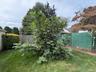 Manicured lawn with fig tree and shrubs.
