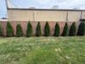 Backyard featuring a linear row of evergreens along a pattern fence,