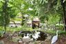 Koi Pond