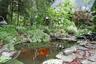 Koi Pond