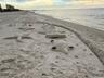 CREATIVE SAND SCULPTURES FROM REG BEACHGOERS
