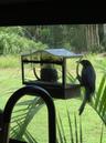 RV: Window bird feeders