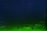 Fish Light off the Dock Watching the Snook.