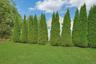 Lovely Level Yard with Great Privacy