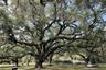 Relax under century old oak trees - at the spring recreation area