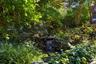 Tranquil Koi Pond