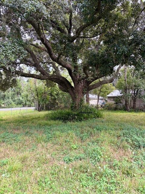 Front Tree with swing