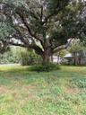 Front Tree with swing