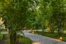 BAMBOO GRADEN PATH