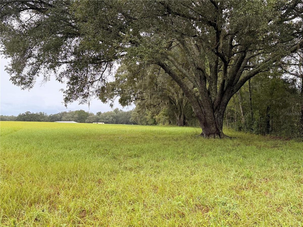 Beautiful oaks.