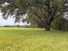 Beautiful oaks.