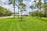 Expansive front lawn with mature pine trees.