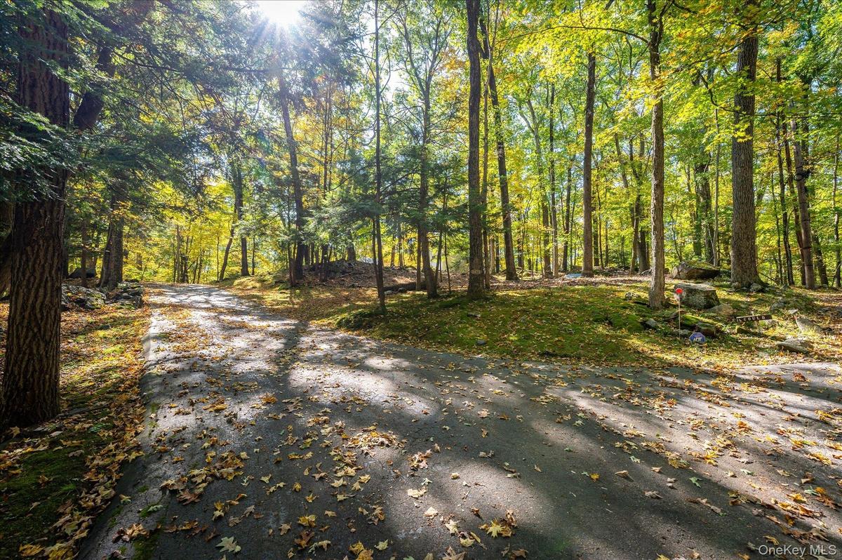 The road in, under a canopy of old hardwoods