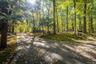 The road in, under a canopy of old hardwoods