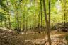 Moss, stone and old hardwoods all around