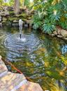 koi pond