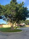 Banyan Tree across the street