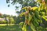 Of course! There are chestnuts too!