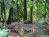 Side Yard
