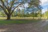 Gorgeous Oak Trees.