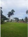 Expansive open lot featuring mature palm trees and established landscaping