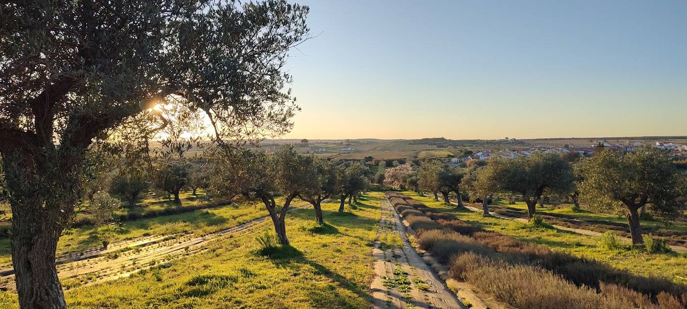 Olive Tree Oasis - 11ha plot of land with existing T5 house - Investment opportunity - Reguengos de Monsaraz - Alentejo