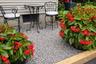 Garden Plantings (Back)